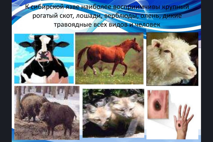 Сибирская язва Anthrax Flashcards Quizlet