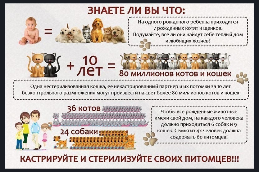 Сколько живут коты кастрированные