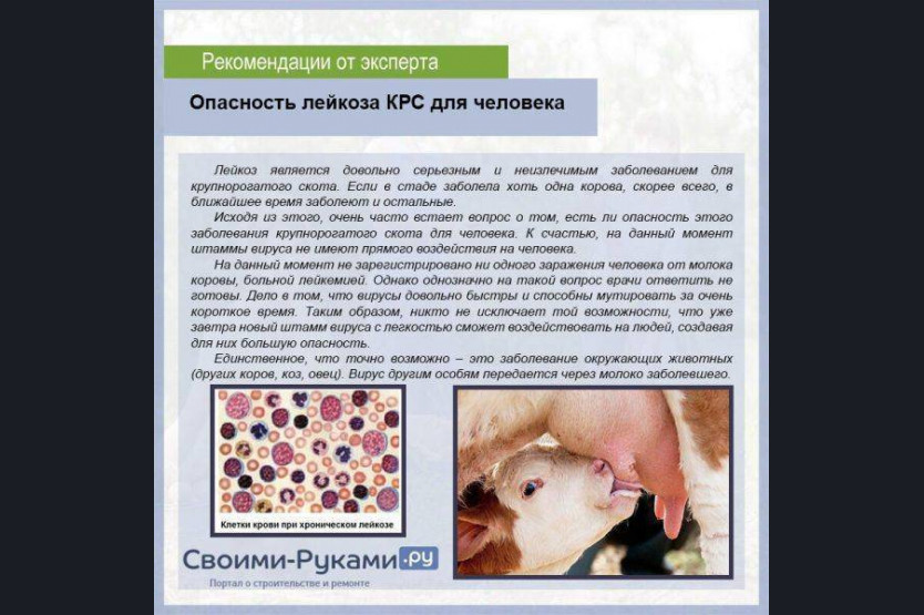 Лейкоз крупного рогатого скота симптомы. Вирусный лейкоз крупного рогатого скота. Лейкоз крупного рогатого скота симптомы. Вирусный лейкоз крупного рогатого скота.